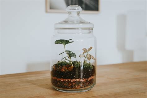 Kendi Terrarium'unu Yap: Evde Yeşil Dokunuş